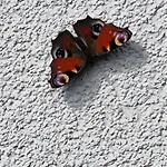 Nikki דירה גמונד