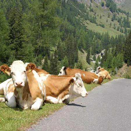 Apartment Nikki Gmünd